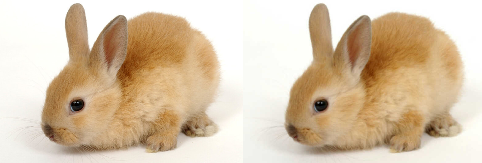 Gaussian blur convolution on a photo of a rabbit.